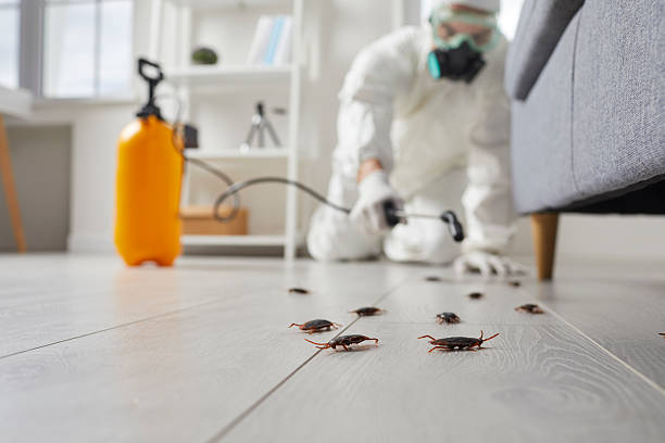 Post-Treatment Bed Bug Interceptor Monitoring in Auburn
